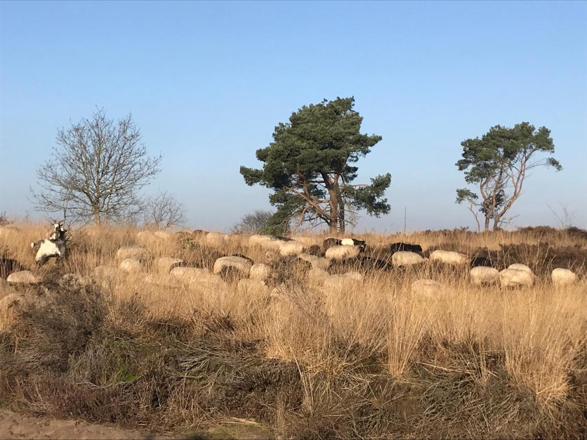 Het Grote Paard Apartment Havelte Luaran gambar